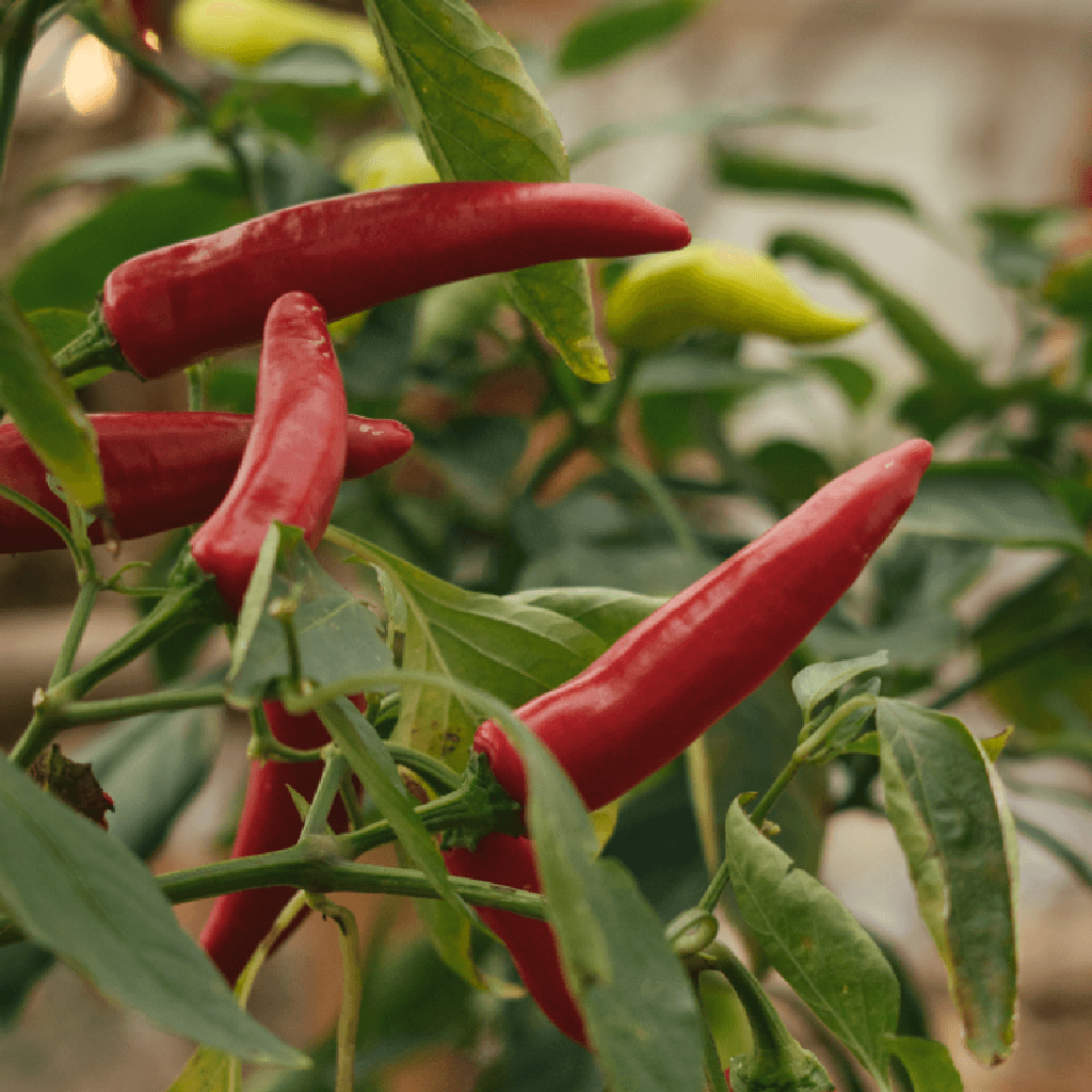 Pimenta Chilli e Calabresa
